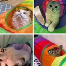 Brinquedo Para Pets Túnel Labirinto Para Gatos Colorido
