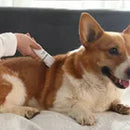 Kit 4 em 1 – Aparador Elétrico USB Recarregável para Pets