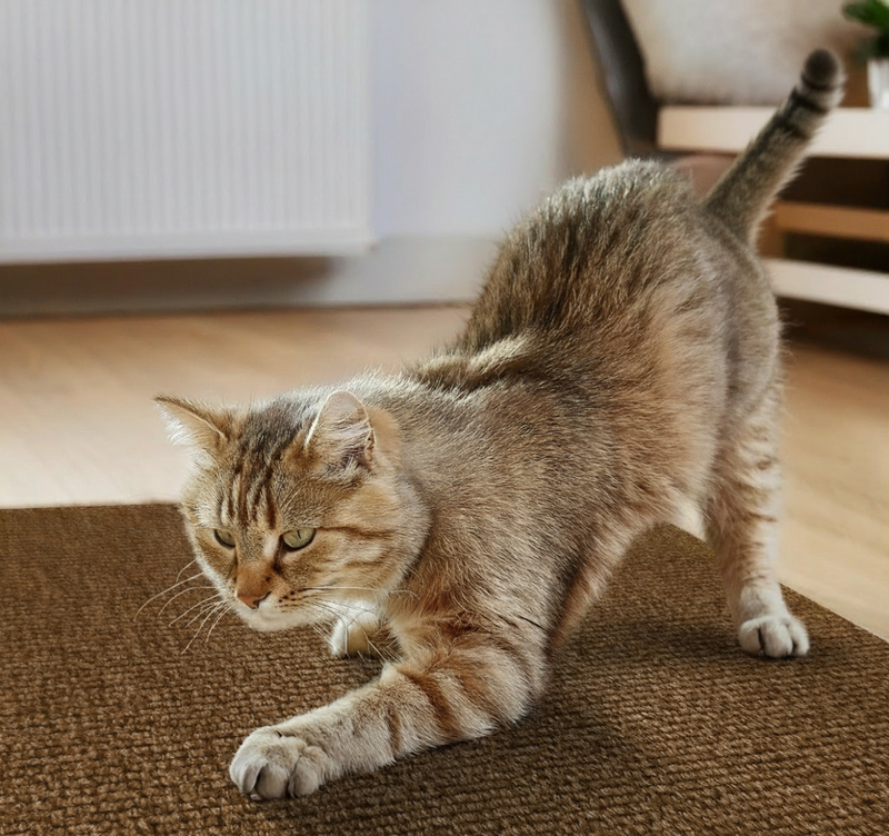 Arranhador Adesivo Premium