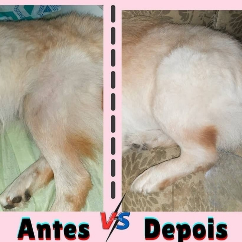 Gummy Dermatológico Reduz Coceira Lambeduras Queda de Pelo 30u